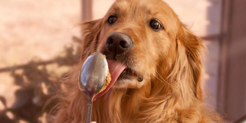 Chien avec saucisse pour chien